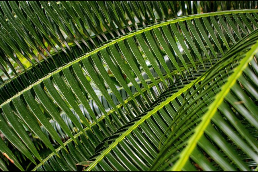 HOLY WEEK BEGINS WITH PALM SUNDAY OF THE LORD’S PASSION MARCH 28-29, 2026